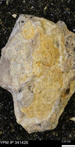 Scaphites sp.