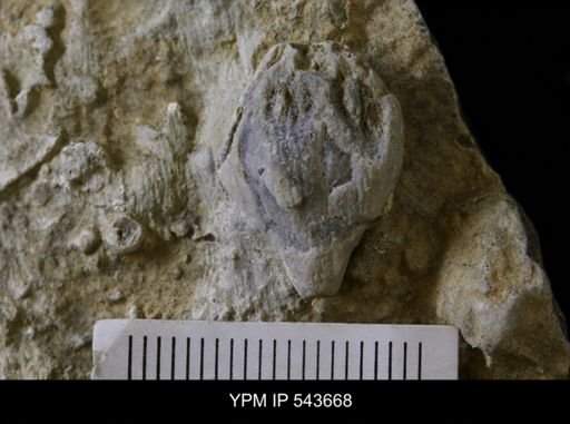 Pentremites pyriformis?