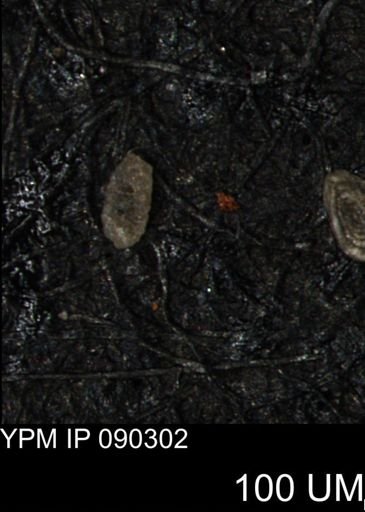 Spirolocammina planula