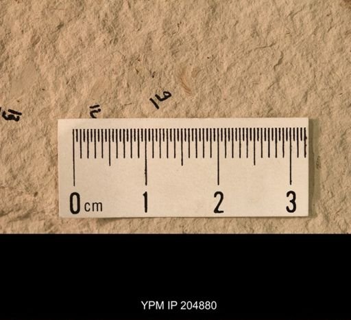 Ephemeroptera