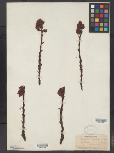 Monotropa hypopithys