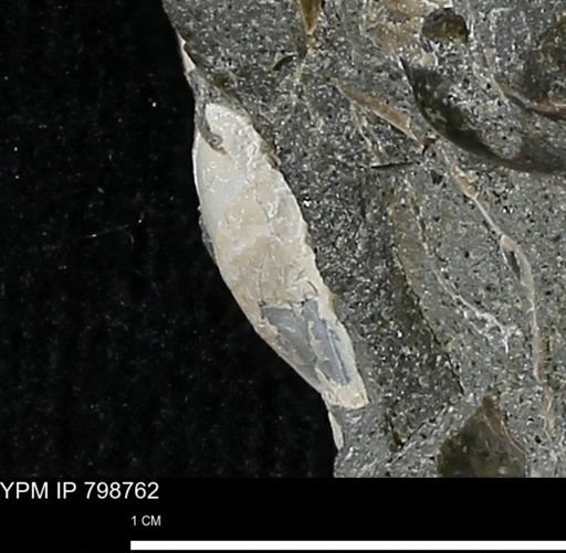 undet. Bivalvia
