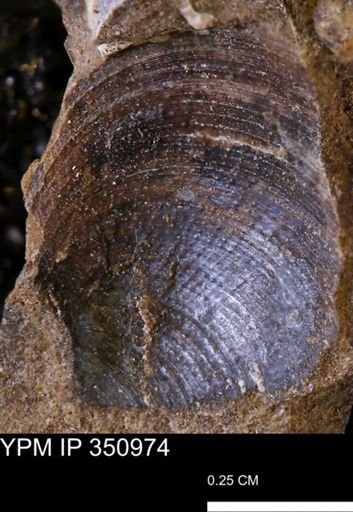 Limopsis striatopunctatus