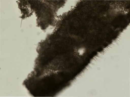 Spirastrella sp.
