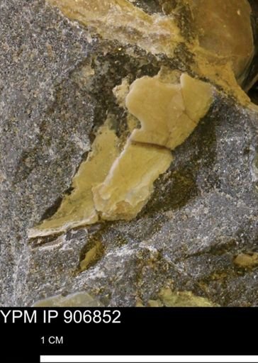 undet. Bivalvia
