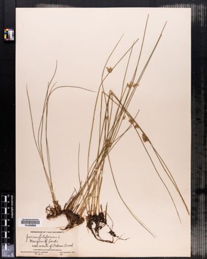 Juncus filiformis