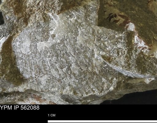 Oxytoma (Hypoxytoma) nebrascana