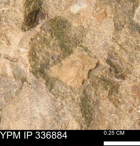 undet. Mollusca