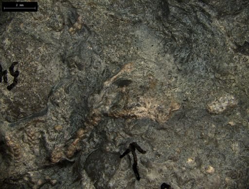Aplocoma damesii