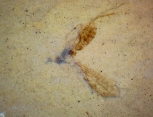 undet. Insecta