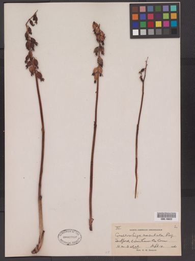 Corallorhiza maculata