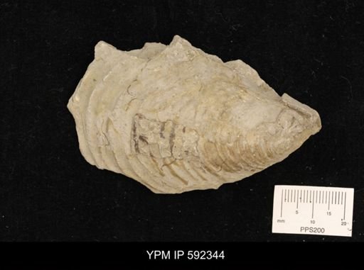 Inoceramus comancheanus