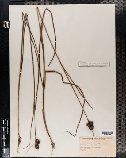 Juncus torreyi