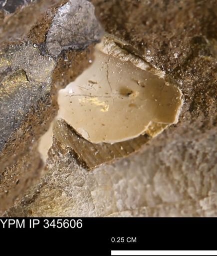 undet. Bivalvia