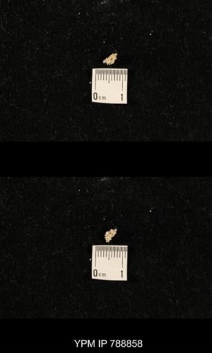 taxon undetermined