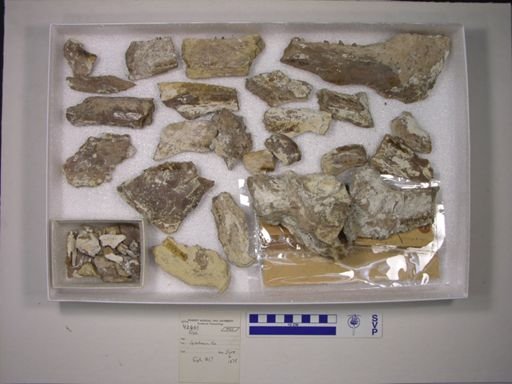 Xiphactinus sp.