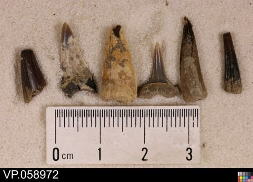 Chondrichthyes