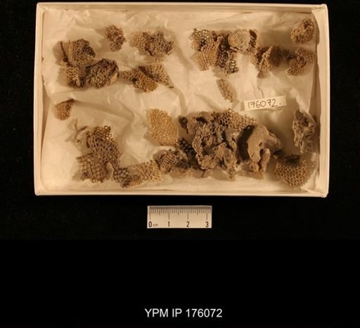 undet. Bryozoa