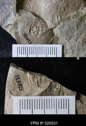 undet. Trilobita
