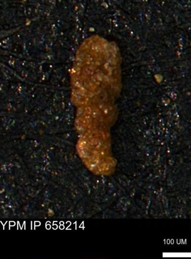 Ammobaculites subcretaceus