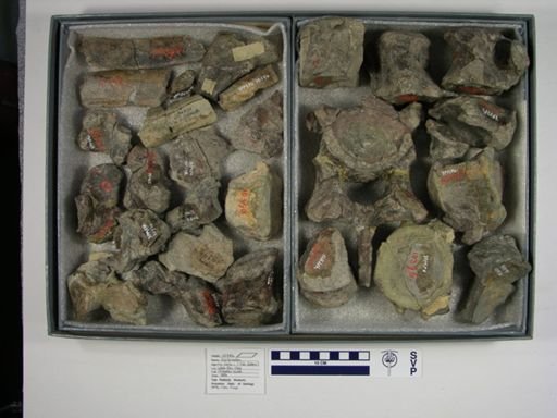 Diplacodon elatus