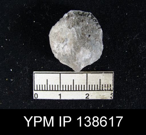Spirigerella sp.