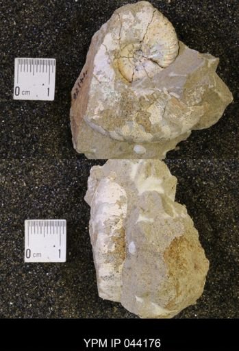 Hoploscaphites nicolletii