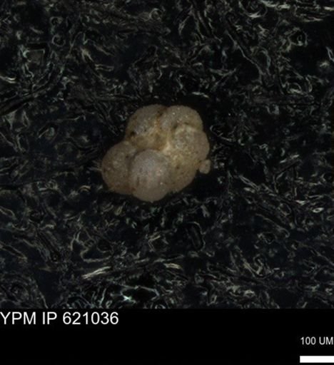 undet. Rugoglobigerinidae