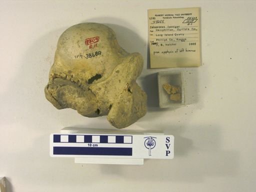 Teleoceras fossiger