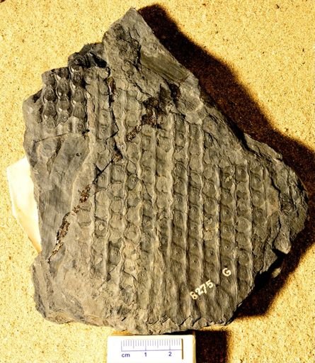 Sigillaria mammilaris