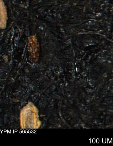 Spirolocammina planula