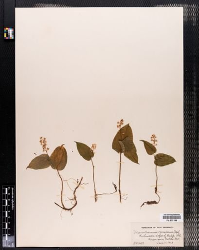 Maianthemum canadense