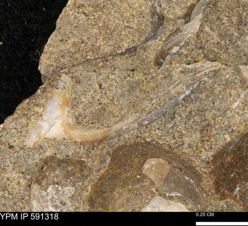 undet. Bivalvia