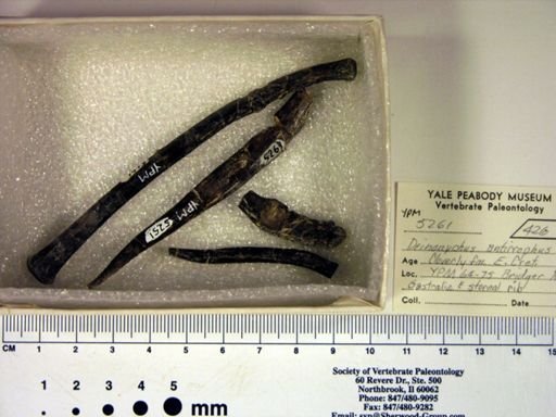 Deinonychus antirrhopus