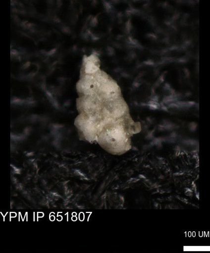 undet. Heterohelicidae