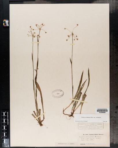 Luzula acuminata