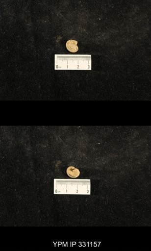 Trepospira depressa