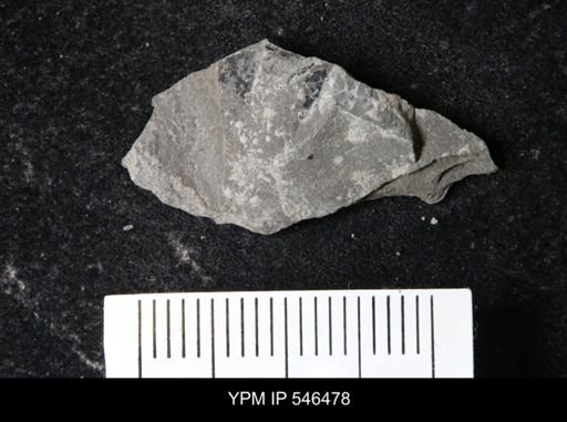undet. Eurypterida