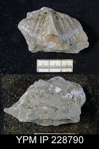Neospirifer sp.