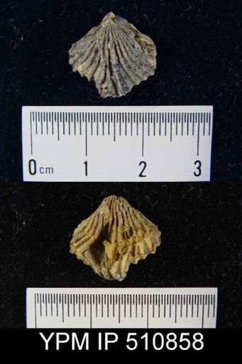 undet. Camarotoechiidae