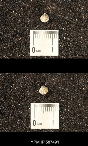 Camarotoechia whitei