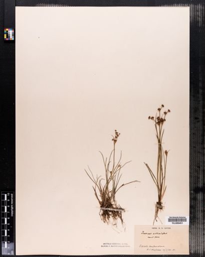 Juncus articulatus