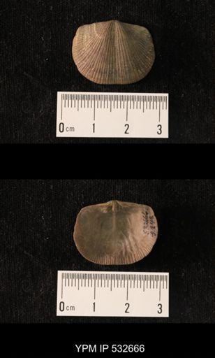 Glyptorthis insculpta