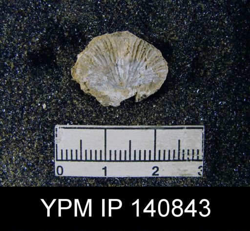 Spirifer (Neospirifer) musakheylensis
