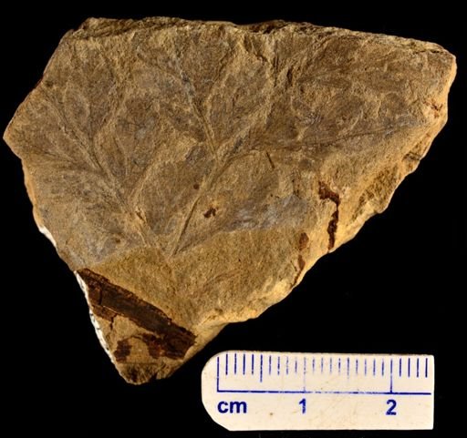 Thyrsopteris brevipennis