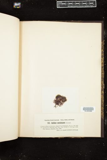 Gelidium caerulescens