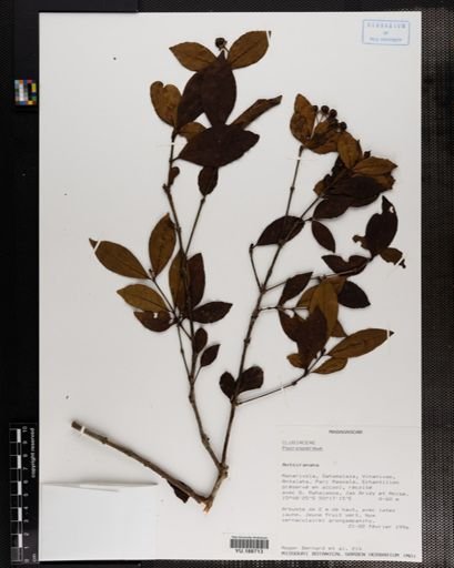 Plantae