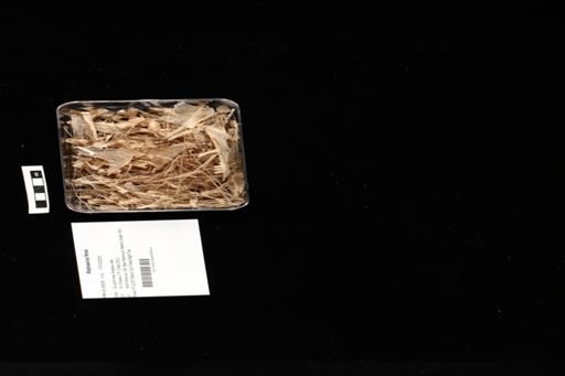 Alepisaurus ferox