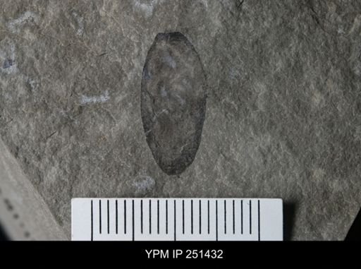Eurypterus sp.