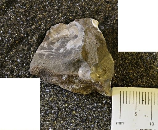 Oxytoma (Hypoxytoma) sp.
